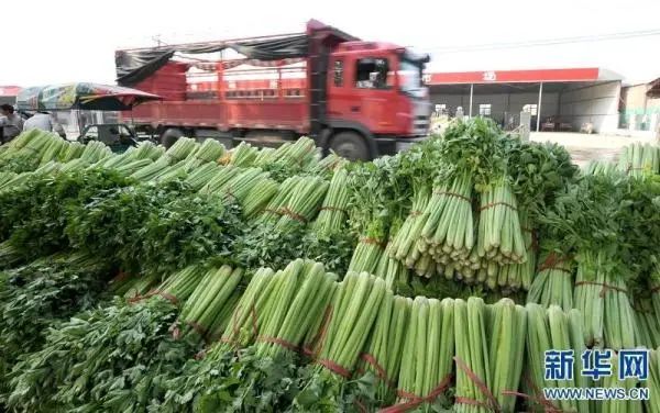 老农卖不合格芹菜获利14元,被处罚10万元!法院判了(图1) 1.jpg
