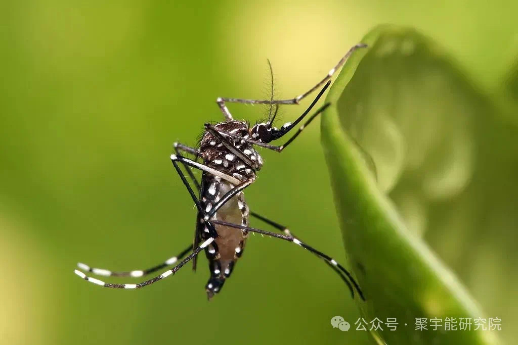 金日光教授:【《黄帝内经》所深藏的奥秘•之七十九】登革热病毒有什么特色?(图11) 4.jpg