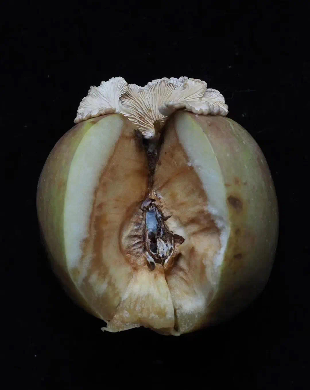 苹果上长蘑菇变“果菌王”,中科院博士:已尝(图2) 36.jpg