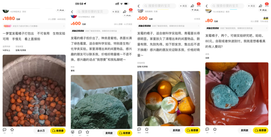 一个发霉的橘子，可卖上千元？