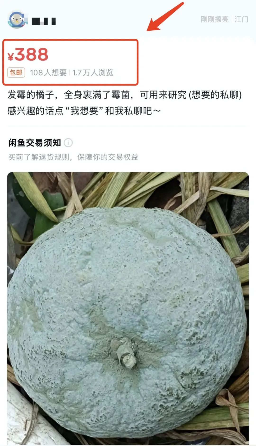 一个发霉的橘子,可卖上千元?(图2) 图片