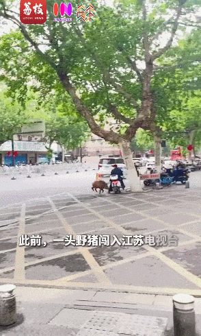 冲进江苏电视台的野猪，被抓捕了！