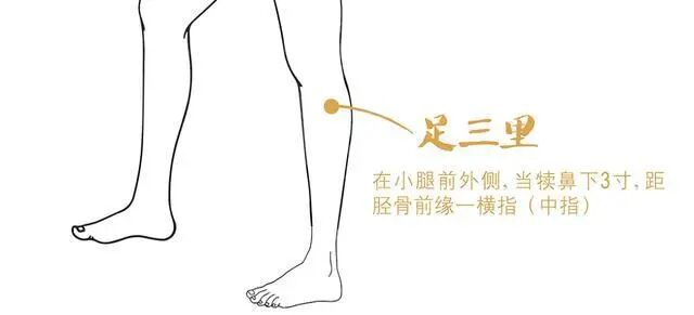 国庆随笔|人体五大根本穴位:从足三里到神阙,探索人体的生命枢纽(图3) 1a.jpg