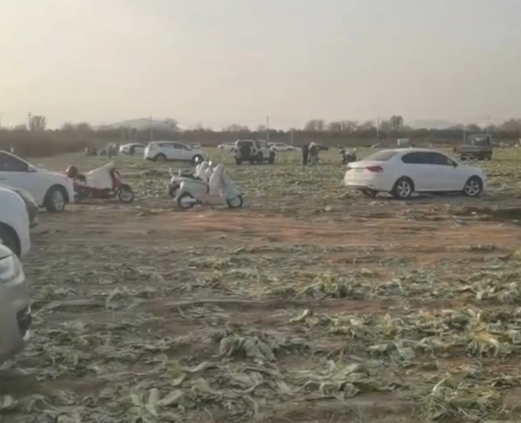 一则谣言毁了近200亩白菜,损失逾百万!责任谁担?(图1) a1.png