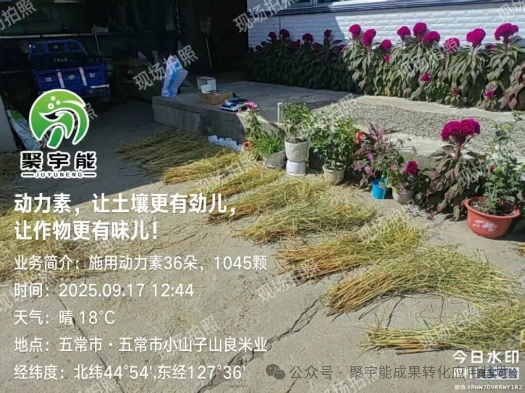聚宇能动力素赋能五常稻花香(图1) 聚宇能动力素赋能五常稻花香(图1)