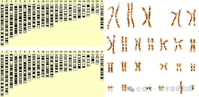 人和动物的寿命究竟由什么决定?(图6) 1.jpg