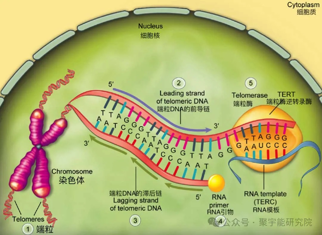 人和动物的寿命究竟由什么决定?(图12) 7.jpg