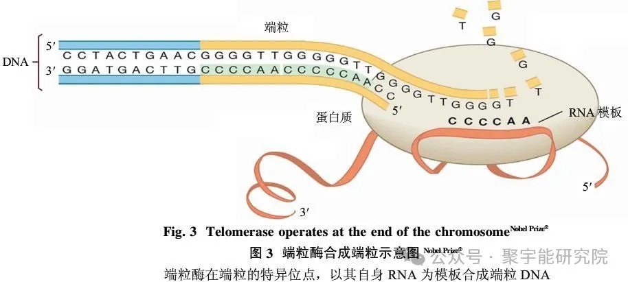 人和动物的寿命究竟由什么决定?(图13) 8.jpg