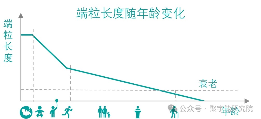 人和动物的寿命究竟由什么决定?(图15) 10.jpg