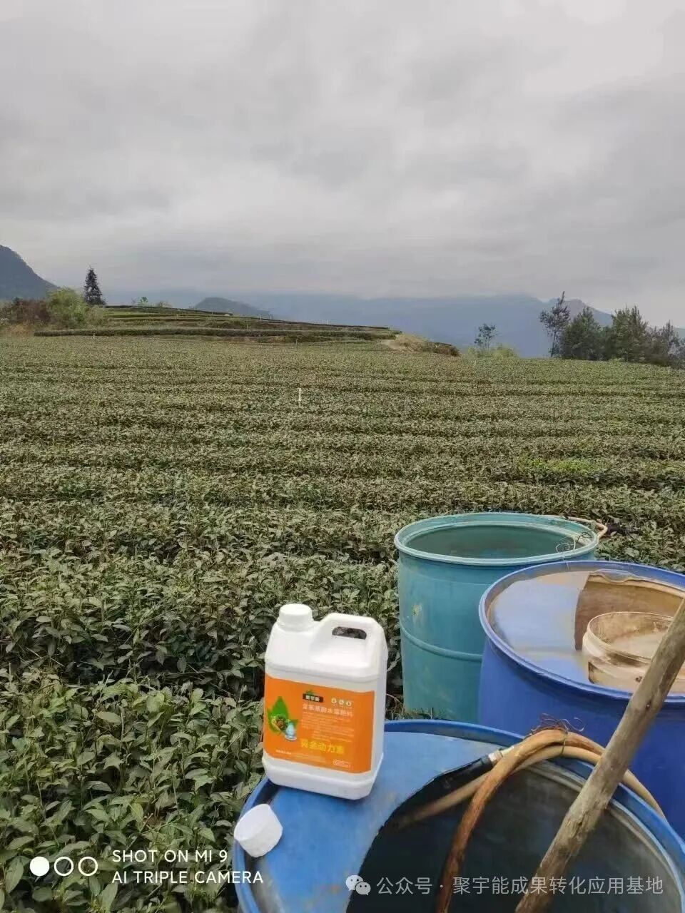 惊艳!聚宇能农用生态动力素赋能茶叶种植,品质增产双丰收!(图6) 惊艳!聚宇能农用生态动力素赋能茶叶种植,品质增产双丰收!(图6)