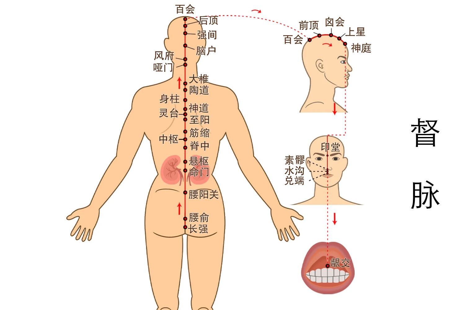 当代岐黄医理科学解读:紧急纠正对“人中穴”的误读(图3) 2.jpg