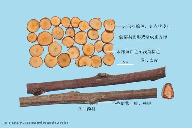 当代岐黄医理科学解读:为何川芎治头、桂枝治手、牛膝治脚?(图5) 4.jpg