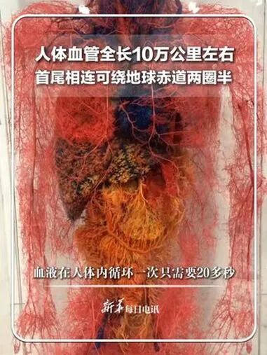 人体血脉真有十万公里那么长吗?(图1) 1.jpg