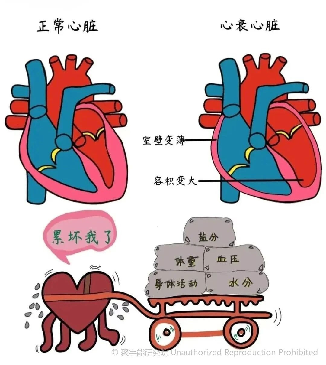 当代岐黄医理科学解读(二十三):心衰到了第四阶段,中医还能治吗?(图6) 2.jpg
