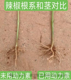 少用化肥也能优质高产?贵州辣椒田间试验,解锁绿色种植新方案(图1) 1.png