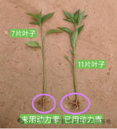 少用化肥也能优质高产?贵州辣椒田间试验,解锁绿色种植新方案(图2) 2.png