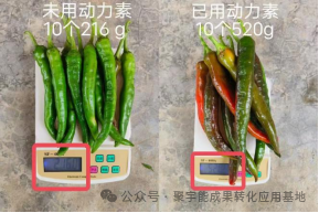 少用化肥也能优质高产?贵州辣椒田间试验,解锁绿色种植新方案(图4) 4.png