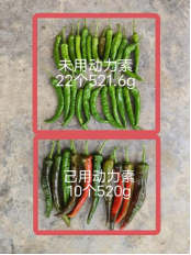 少用化肥也能优质高产?贵州辣椒田间试验,解锁绿色种植新方案(图5) 5.png