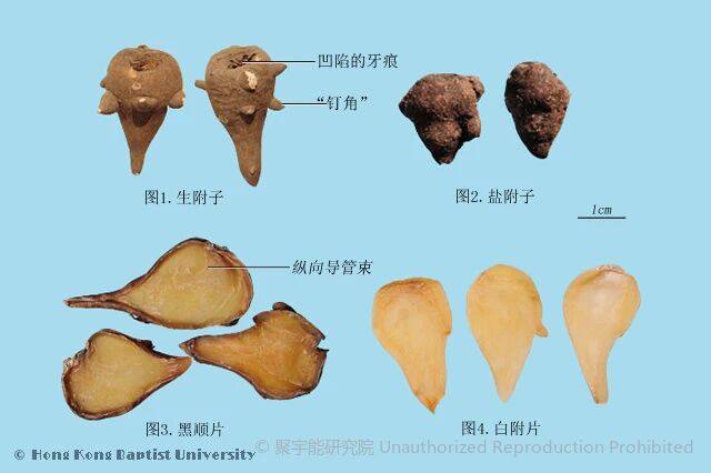 当代岐黄医理科学解读(四十四):附子的两副面孔,既是剧毒,也能救命(图4) 1.jpg