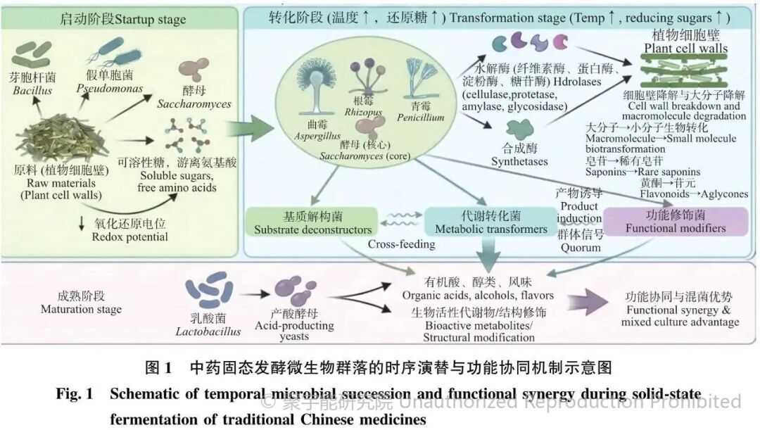 当代岐黄医理科学解读(四十八):发酵为何能让中药“增效减毒”?(图8) 640 (2).jpg