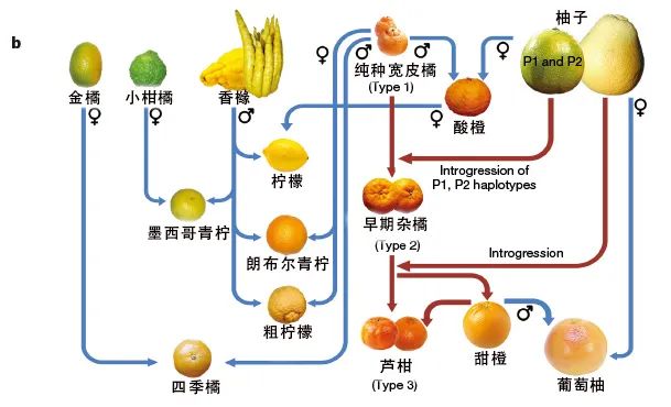 原来丑橘不是橘子!奇怪的知识又增加了……(图2) 3.jpg